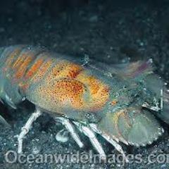 rahmatjalalLT's profile picture. 