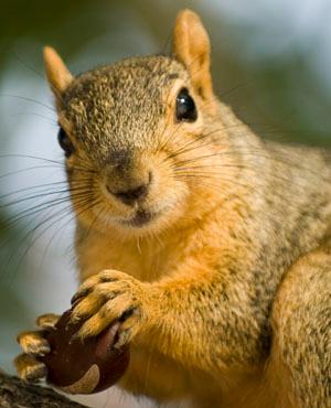 I identify as a Rodent with a fluffy tail. I believe in the free redistribution of nuts.
Parody... mostly.