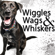 wiggleswags's profile picture. Makers of the patented no-pull harness & beautiful designer dog collars right here in greater Charlotte NC!