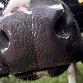 Dairy stats, charts and news.
Former dairyman now dairy trader