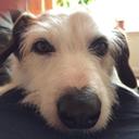 Rosaleen Hanlon (@007posie) Twitter