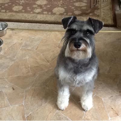 Happy Mini Schnauzer. Full of mischief. Loves the car ,running on the beach and hugs ,treats end icecream .Little Sister of SKYEBABY OTRB.Still in my heart .