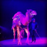 Jessica Ramos (@circusrepramos) 's Twitter Profile