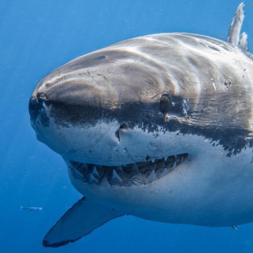 The coolest great white shark ever to swim the seas. Want to track my movements? Learn to swim fast. I don't have a tracking tag. 11-yr hide & seek champ.