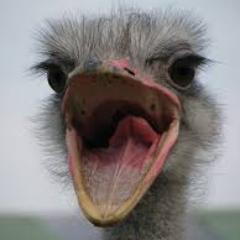 AgnosticOstrich's profile picture. Faith and religion are good things. Using false certainty as a basis to harm or persecute others has been the preeminent tragedy of humankind.