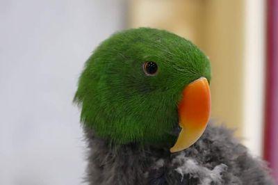 The Cape Fear Parrot Sanctuary provides permanent refuge for parrots in need. 501(c)3 non-profit working to improve the lives of companion birds.