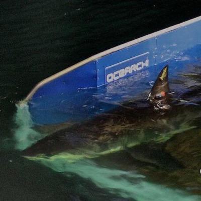 Just your average shark lurking the waters of the East Coast spreading the truth about sharks. Tagged by @OCEARCH. Named after Dr. Eugenie Clark.