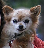 ChihGirl