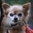 ChihGirl's profile image