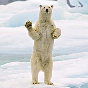 The funniest polar bear on Twitter.