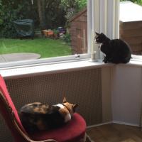 Tipsey 🐾 & Smudge🌈#OTRB 🌼☀️(@Smudge_Tipsey) 's Twitter Profile Photo