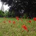 War Memorial Park (@warmemorialpk) Twitter profile photo War Memorial Park (@warmemorialpk) Twitter profile photo