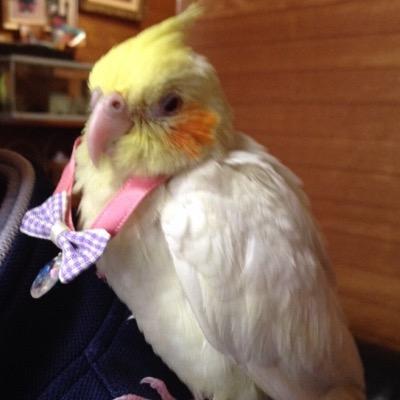 O Xrhsths かわいい動物 インコ動画 画像 Sto Twitter ビックリしている姿が可愛いオカメインコ 動物 可愛いと思ったらリツイート 動物好きな人リツイート Http T Co Fnnypjbfaq