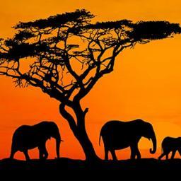 アフリカのことわざbot Africa Bot Twitter