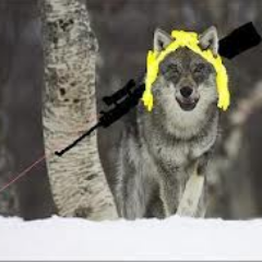 DecoyOctothorpe's profile picture. 