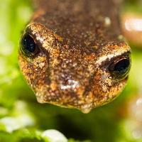 Enrico Lunghi (@enricobiospeleo) 's Twitter Profile