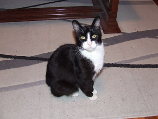 ACatNamedRoger's profile picture. Wine Snob, Foodie, Litter Box User, I only hang around BentoBoxx cause he feeds me.