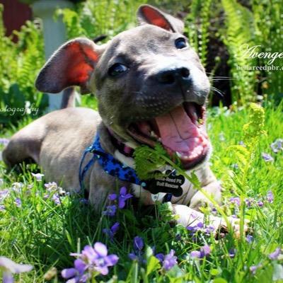 mcgruff1083's profile picture. Bella-Reed Pit Bull Rescue is a 501(c)(3) non-profit pitbull rescue. SHOP, DONATE & SUPPORT HERE. Various Pit Bull and dog related merchandise.