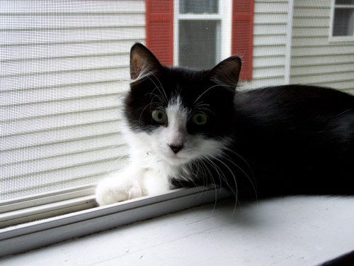 @mrsbeingboston & @beingboston are my parents. Both freaking crazy. I'm just a kitten at heart, living the good life.