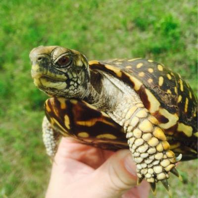 Wildlife veterinarian and director of the Wildlife Epidemiology Lab at the University of Illinois. Champaign Central and 5-time University of Illinois alum.