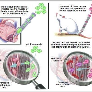 Sharing the latest and coolest from the world of Regenerative Biology and Medicine