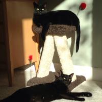 Cathy (@cj2cats) 's Twitter Profile Photo Cathy (@cj2cats) 's Twitter Profile Photo