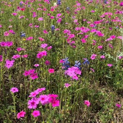 AvaProfota's profile picture. All about the message in A Course In Miracles. Thoughts that reveal the dream, the illusion for what it truly is & is not.