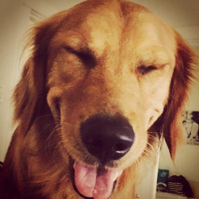 tpizil33's profile picture. 