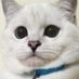 Mr.White Coffee Cat (@cutecatcoffee) Twitter profile photo Mr.White Coffee Cat (@cutecatcoffee) Twitter profile photo