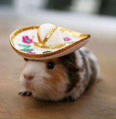 FrancoGtz006's profile picture. 