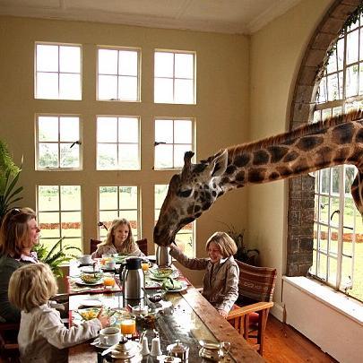 TamashaAfrika's profile picture. Kenyan based tour operator