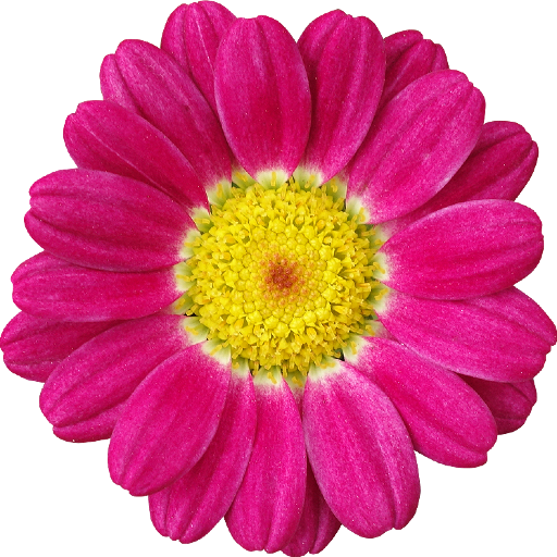 yami_rose's profile picture. 