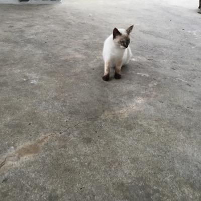 高安慎吾 この前 シエテとコルワを取ったおかげで 風パがかなり充実した どこでも風パマンになりたい