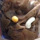 Seeds (@11ubiologyseeds) Twitter