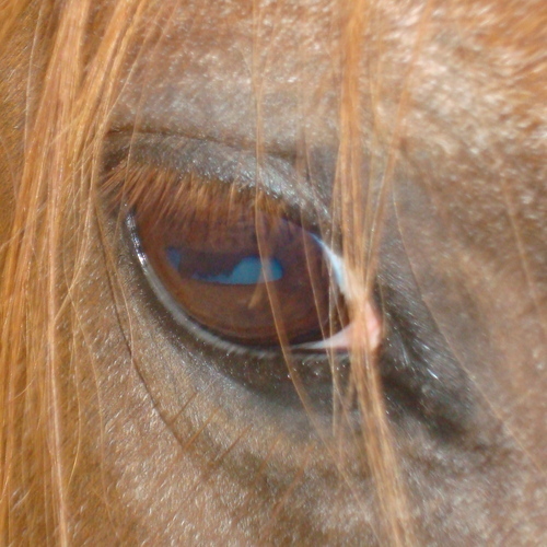 tcbvoris's profile picture. -midwestmom-suburbanrancher-artist-teacher-sister-aunt-sidekick-bestfriend-wife. lover of: AQHA-NCHA horses/WUsoftball/Airstream/prairies/trailrides&critters