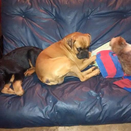 karynadominguez's profile picture. Divertida y Según lo que dicen un poco loca,un poquito celosa, pero muy sensible, por lo general bastante vaga, pero siempre dispuesta para hacer algo divertido