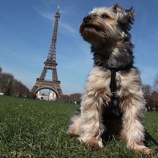 パリ在住20年目。パリで6歳の息子の子育て中。フォトエッセイスト。飼い犬バブーは2代目を迎え賑やかな我が家。ブログ「パリときどきバブー」。パリのガイドブックや小さな小さなパリの生活を紹介した本など著書は13冊。ほぼ日「パリこれ！」で連載中