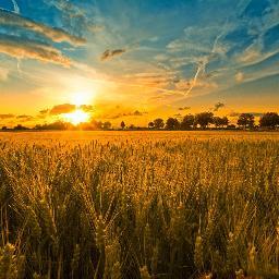 CartaDellaTerra's profile picture. Il 3 06 2015  Expo Cascina Triulza e' stata presentata la Carta Universale dei Diritti Terra Coltivata. Nasce la nuova filiera: il Chilometro Verde. 0286337529