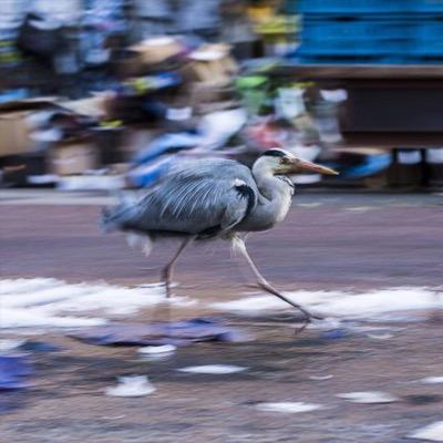 De Amsterdamse natuur in beeld. 2016 in de bioscoop!