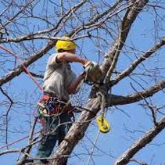 Portail d'informations sur l'élagage des arbres et plateforme de mise en relation avec des professionnels permettant de recevoir des devis gratuits d'#élagage.