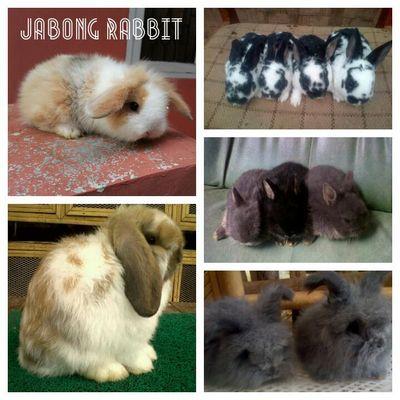 Pusat Peternakan Kelinci Hias,menyediakan E. Angora,A. Fuzzy Lop,Holland Lop,Rex,Dutch,Hotot,NetherlandDwarf,Dwarfhotot,Himalaya,Lion,Flemish Giant,dll