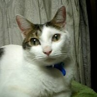 直子 (@moritomsm) 's Twitter Profile