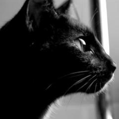 Black she-kit Shy and lonely. Tries to be brave. Mom @AmyTheWolf_ /Frost - pure white tom. mom- @dawnheart12