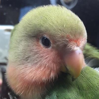 コザクラインコのふくちゃんとゆずちゃんのさもない日常を綴ります。鳥愛至極。🦜♂ふくちゃん2015年3月19日生、4月1日親離、4月3日お迎え🦜♂ゆずちゃん2015年9月23日頃生、10月6日お迎え。🇯🇵Japan