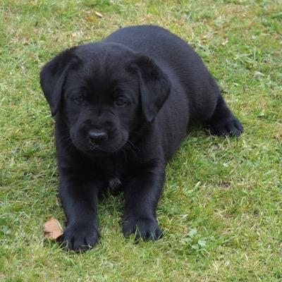 The thoughts of a travelling Labrador. All opinions are my own. Woof.