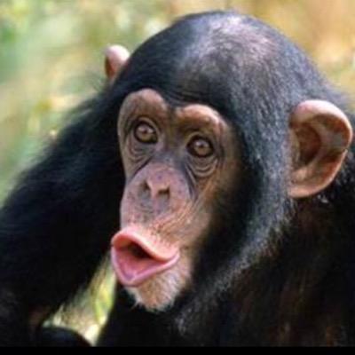 monkeymagic2010's profile picture. 