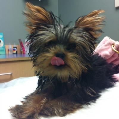 Teddy's a month old (3poundt) teacup yorkie, born 9/12/14 loves to sleep,play with my human and wear juicy