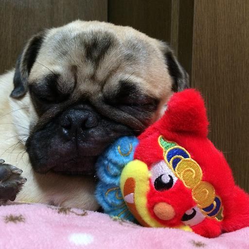 chibiko_59's profile picture. ぼくチビコ(仮名)。おにいたんとおねえたんと暮らしてます。 毎朝、ごはん前の待ての様子と一緒に、Alexaが教えてくれる「今日は何の日？」をハッシュタグで呟いてます。 ヨロシクね。