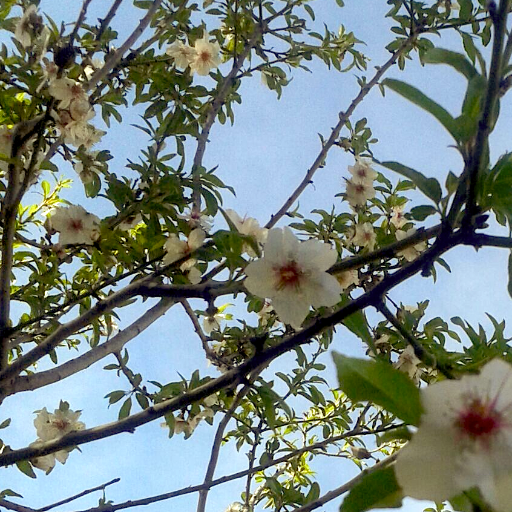 A wild flower from the Lebanon.