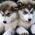 The Cutest Pics (@thosecutestpics) Twitter profile photo The Cutest Pics (@thosecutestpics) Twitter profile photo